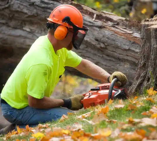 tree services Great Neck Plaza